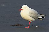 Silver Gull